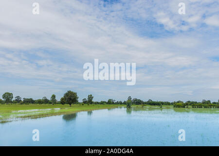 Danni causati da inondazioni e il temporale di verde risone campo in Thailandia. Foto Stock