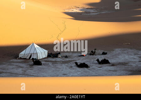Un nomade della tenda nel mezzo del deserto del Sahara in Marocco. È mattina presto e i cammelli sono ancora appoggiata Foto Stock