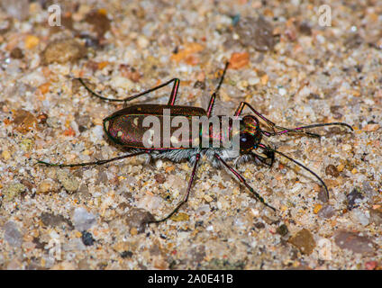 Dodici-spotted Tiger beetle (Cincindela duodecimguttata) a caccia di prede in zona sabbiosa vicino creek, Castle Rock Colorado US. Foto scattata in settembre. Foto Stock