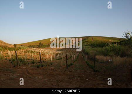 Vigneto Agriturismo, un agricolo luogo di vacanza in Sicilia, Italia Foto Stock