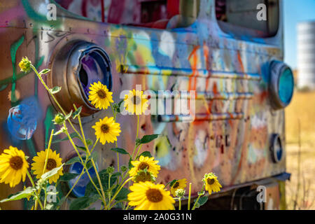 Giovani girasoli nella parte anteriore di un bus abbandonati Foto Stock