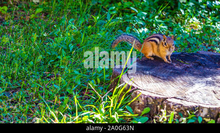 Un grazioso, piccolo Scoiattolo striado orientale sorge su un taglio ceppo di albero in un parco circondato da erba verde. Foto Stock