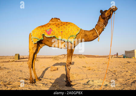 Cammelli a dorso di cammello camp, una popolare attività turistica in Rajasthan orientale, India. Foto Stock