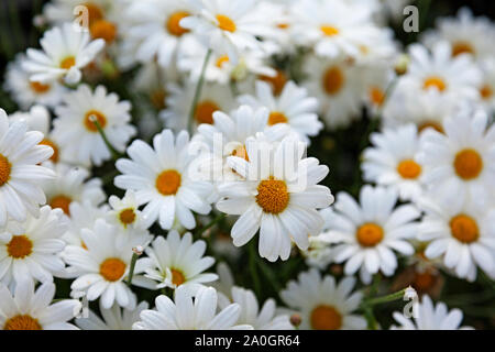 Un sacco di margherite-come i fiori in un parco ad ovest della città di Umea Foto Stock