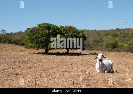 White zebù mucca nel Mato Grosso, Brasile Foto Stock