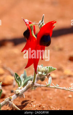 Close up Sturts desert pea, meravigliosi fiori selvaggi e floreali ed emblema del Sud Australia Foto Stock