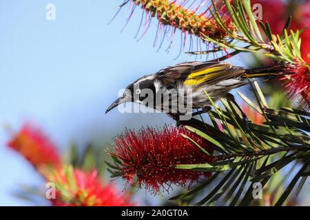 In prossimità di una New Holland honeyeater appollaiate su un Banksia, Esperance, Australia occidentale Foto Stock