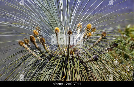 Corona di un Kingia australis, un australiano erba tree, Stirling Range National Park, Australia occidentale Foto Stock