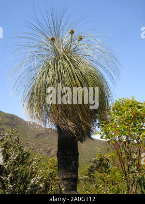 Corona di un Kingia australis, un australiano erba tree, Stirling Range National Park, Australia occidentale Foto Stock