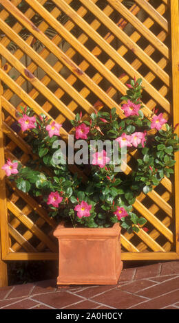 VASO DI TERRACOTTA DI MANDEVILLA SPLENDENS (DIPLADENIA) IN PIENA FIORITURA DI FRONTE AL LAVORO DEL RETICOLO, SYDNEY, NUOVO GALLES DEL SUD, AUSTRALIA. Foto Stock