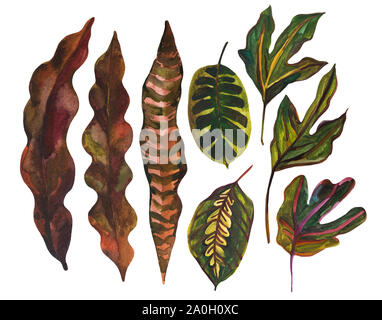 Acquerello foglia tropicale set. Disegno di foglie di insolito isolato su sfondo bianco. Dipinto a mano foglie esotiche illustrazione. Foto Stock