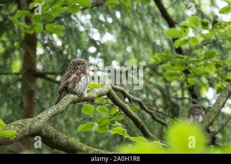 Sperlingskauz, Glaucidium passerinum, Eurasian gufo pigmeo Foto Stock