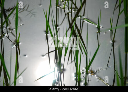 Verde erba reed piante che crescono nel lago. la riflessione e il sole. Foto Stock