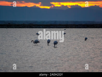 Fenicotteri rosa in arancione tramonto a Izmir, in Turchia. Foto Stock