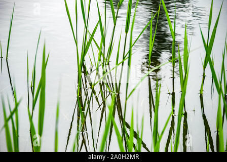 Verde erba reed piante che crescono nel lago o acqua pulita. riflessione. Messa a fuoco selettiva. Foto Stock