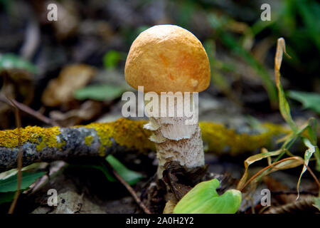 Il cappuccio arancione funghi porcini. Raccolto di foresta di funghi commestibili. Un giovane boletus cresce nella foresta di Aspen, a fungo con un cofano di colore rosso e bianco a piedi tra th Foto Stock