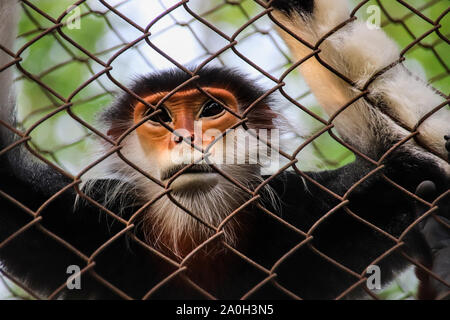 In via di estinzione red-shanked douc (Pygathrix nemaeus) in cattività a Cuc Phoung Parco Nazionale in Ninh Binh, Vietnam Foto Stock