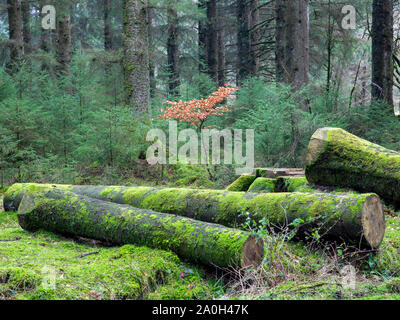 Unica spiaggia lone tree in un bosco di muschio circondato dal verde di alberi di pelliccia e alberi abbattuti Foto Stock