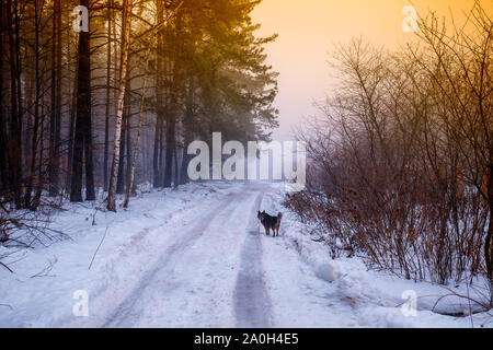 Nelle prime ore del mattino nella foresta. Paesaggio invernale con la strada di campagna e la foresta di pini. Un cane passeggiate lungo una strada coperta di neve Foto Stock