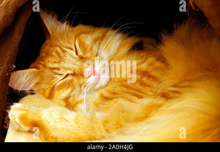 Paddington, i capelli lunghi lo zenzero gatto addormentato nella sua tana. Foto Stock