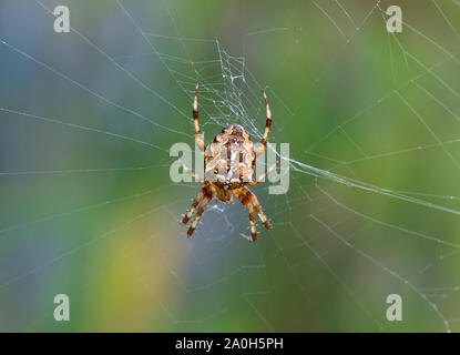 Vivacemente colorato giardino Cross spider (Araneus diadematus) in attesa della preda al centro del web Foto Stock