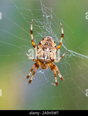 Vivacemente colorato giardino Cross spider (Araneus diadematus) in attesa della preda al centro del web Foto Stock