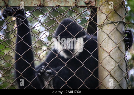Gibbon nero o Nomascus colora salvato da bracconieri e riabilitato al CUC Phoung National Park a Ninh Binh, Vietnam Foto Stock