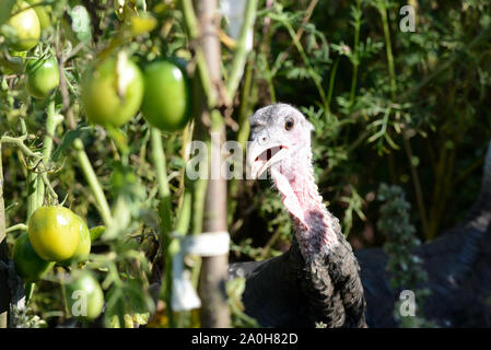 Tacchini divertenti passeggiate nel giardino di ortaggi tra pomodori e altre verdure closeup Foto Stock