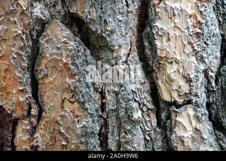 Pinus Pinea di corteccia di albero da vicino Foto Stock