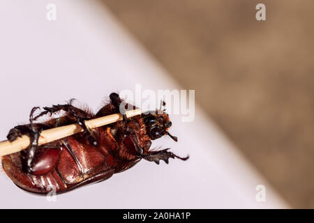 Femmina scarabeo rinoceronte strisciando su un bastone di legno Foto Stock