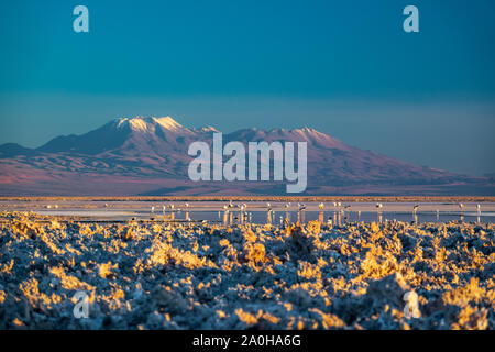 Tramonto in Atacama salar e laguna Chaxa con i fenicotteri Foto Stock