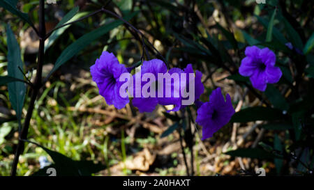 Petunia viola Foto Stock