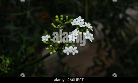 Mini calce fiore bianco Foto Stock