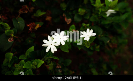 Bianco Gelsomino Innocenti Foto Stock