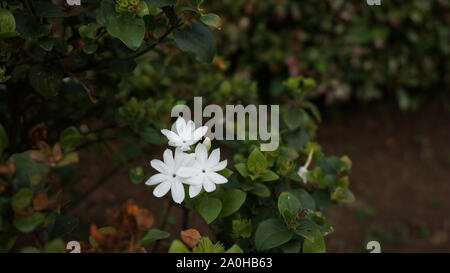 Tre fiore bianco Gelsomino Foto Stock