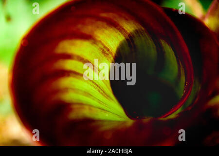 Close up di un pattern a spirale in un degli uccelli del paradiso leaf ( Strelitzia) Foto Stock