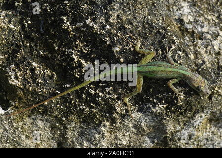 Barbados Anole Anolis Extremus in Barbados Foto Stock