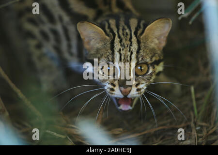 Gatto marmorizzato sintomi sono sconvolti quando essi trovare qualcosa di sospetto Foto Stock