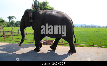 Park Rangers di Yok Don Parco Nazionale in Lien Son, Dak Lak Pronvince in Vietnam a cavallo di un elefante verso il lago per la balneazione Foto Stock