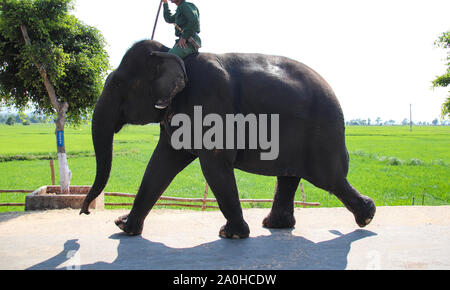 Park Rangers di Yok Don Parco Nazionale in Lien Son, Dak Lak Pronvince in Vietnam a cavallo di un elefante verso il lago per la balneazione Foto Stock