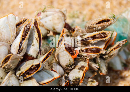 Immagine ravvicinata di oca cirripedi (Lepas anatifera) Foto Stock