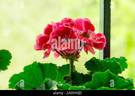 Rosso geranio pelargonium fiori dopo la pioggia. Le goccioline di acqua sulle foglie. Foto Stock