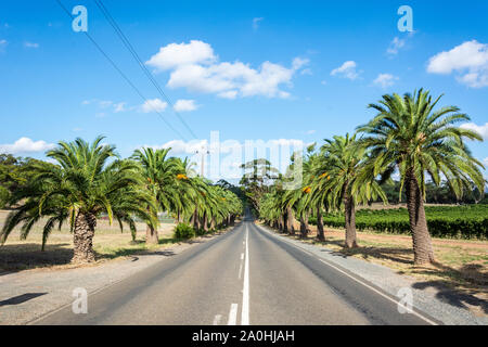 Seppeltsfield strada fiancheggiata con enormi palme nella Barossa Valley, Sud Australia. Foto Stock