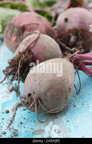 Beta vulgaris 'Boltardy'. Radici di barbabietole appena raccolte in casa con i gambi su una tavola. REGNO UNITO Foto Stock