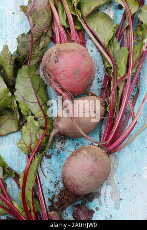 Beta vulgaris 'Boltardy'. Radici di barbabietole appena raccolte in casa con i gambi su una tavola. REGNO UNITO Foto Stock