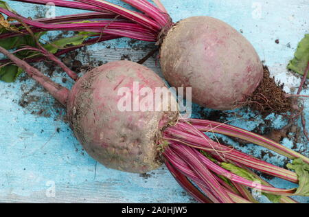 Beta vulgaris 'Boltardy'. Radici di barbabietole appena raccolte in casa con i gambi su una tavola. REGNO UNITO Foto Stock