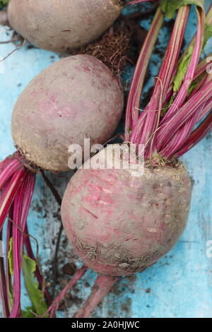 Beta vulgaris 'Boltardy'. Radici di barbabietole appena raccolte in casa con i gambi su una tavola. REGNO UNITO Foto Stock