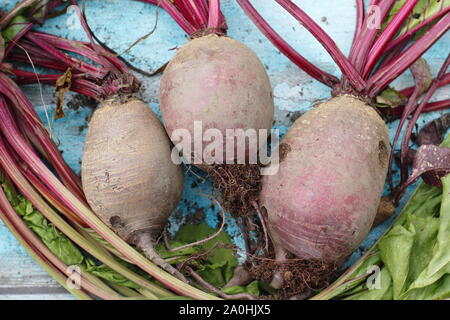 Beta vulgaris 'Boltardy'. Radici di barbabietole appena raccolte in casa con i gambi su una tavola. REGNO UNITO Foto Stock