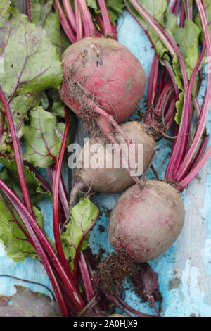 Beta vulgaris 'Boltardy'. Radici di barbabietole appena raccolte in casa con i gambi su una tavola. REGNO UNITO Foto Stock