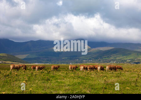 Limousin bovini, Fermoyle Beach e il Monte Brandon, sulla penisola di Dingle, Irlanda, Foto Stock